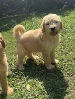F1b medium -Archie, a female Goldendoodle for sale in Dalton, GA – 1 of 3