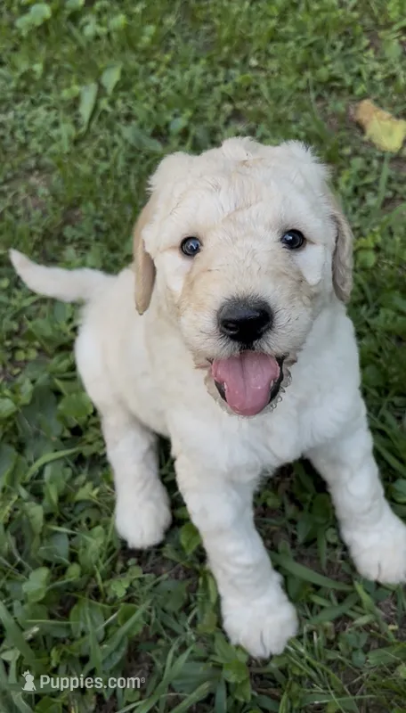 Archie – Goldendoodle puppy for sale in Dalton, GA