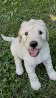Archie, a male Goldendoodle for sale in Dalton, GA – 1 of 1