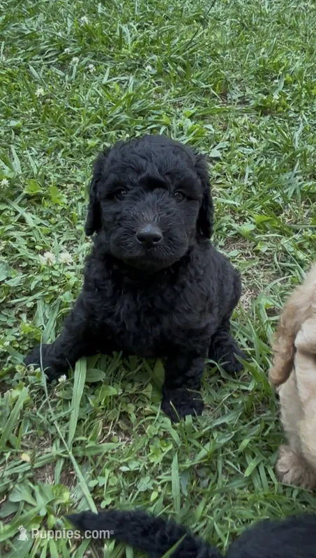 Kylie – Goldendoodle puppy for sale in Dalton, GA