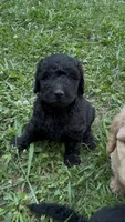 Kylie, a female Goldendoodle for sale in Dalton, GA – 1 of 1