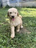 F1b medium -Archie, a female Goldendoodle for sale in Dalton, GA – 3 of 3