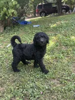 F1b medium -Kylie, a female Goldendoodle for sale in Dalton, GA – 2 of 5