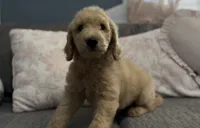 F1b medium goldendoodle- Dusty, a male Goldendoodle for sale in Dalton, GA – 3 of 10
