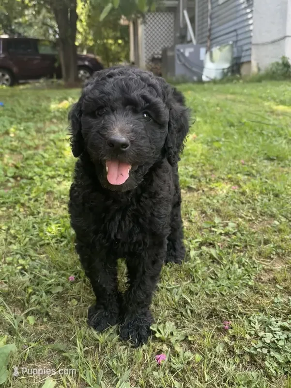 F1b medium -Kylie – Goldendoodle puppy for sale in Dalton, GA