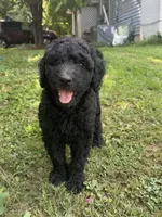 F1b medium -Kylie, a female Goldendoodle for sale in Dalton, GA – 1 of 5