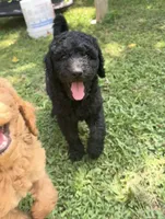 F1b medium -Kylie, a female Goldendoodle for sale in Dalton, GA – 3 of 5