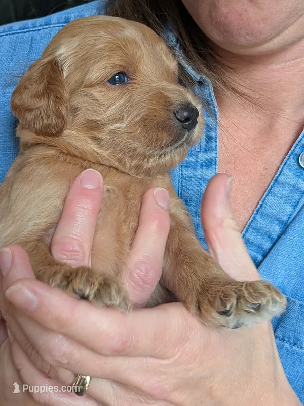 Penny – Goldendoodle puppy for sale in Norfolk, VA