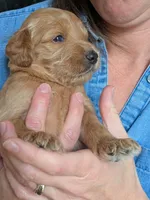 Penny, a female Goldendoodle for sale in Norfolk, VA – 1 of 1
