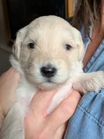 Poppy, a female Goldendoodle for sale in Norfolk, VA – 1 of 1