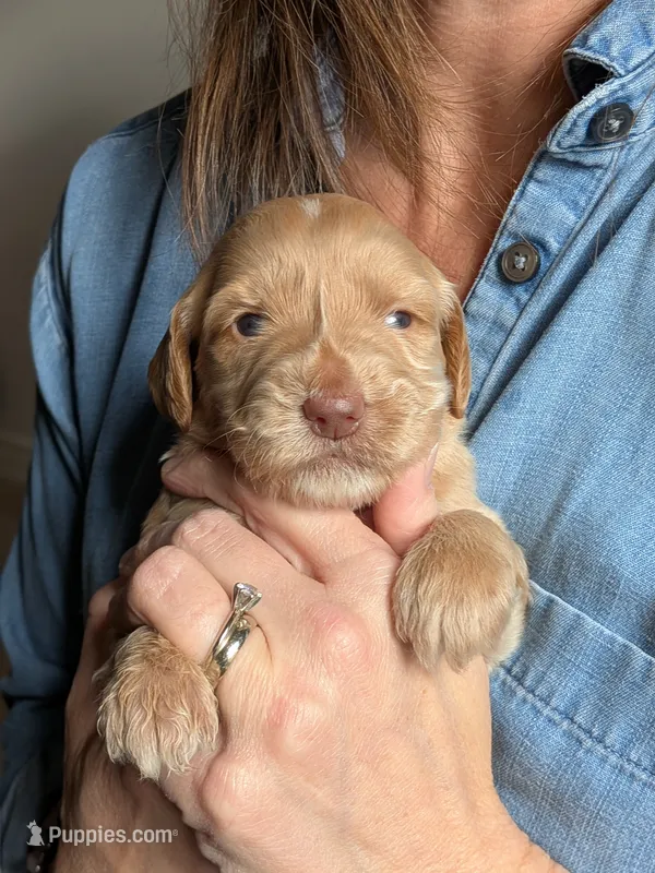 Purdy – Goldendoodle puppy for sale in Norfolk, VA