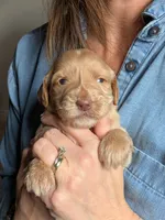Purdy, a female Goldendoodle for sale in Norfolk, VA – 1 of 1