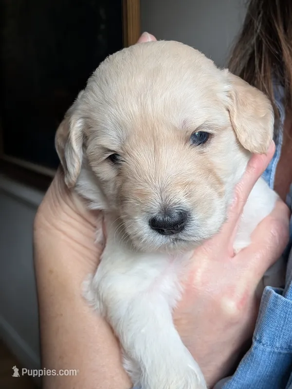 Chester – Goldendoodle puppy for sale in Norfolk, VA
