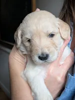 Chester, a male Goldendoodle for sale in Norfolk, VA – 1 of 1