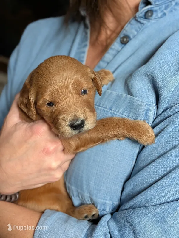 Pickles – Goldendoodle puppy for sale in Norfolk, VA