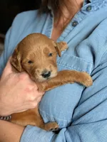 Pickles, a male Goldendoodle for sale in Norfolk, VA – 1 of 1