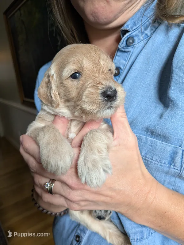 Sirius – Goldendoodle puppy for sale in Norfolk, VA
