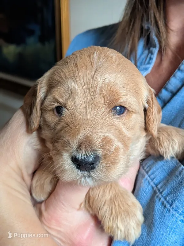 Regulus – Goldendoodle puppy for sale in Norfolk, VA