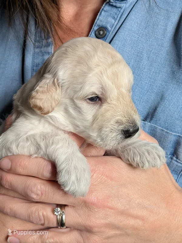 Flynn – Goldendoodle puppy for sale in Norfolk, VA