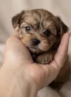 Girl 1, a female Yorkipoo for sale in Morristown, TN – Photo 1 of 2