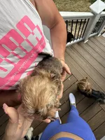 Girl 1, a female Yorkipoo for sale in Morristown, TN – Photo 2 of 2