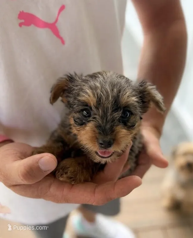Merle boy 2, a male Yorkipoo for sale in Morristown, TN – Photo 1 of 4