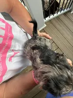 Merle boy 2, a male Yorkipoo for sale in Morristown, TN – Photo 2 of 4