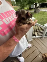 Merle boy 2, a male Yorkipoo for sale in Morristown, TN – Photo 4 of 4