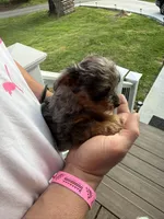 Merle boy 2, a male Yorkipoo for sale in Morristown, TN – Photo 3 of 4