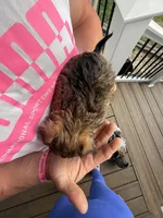 Boy 1, a male Yorkipoo for sale in Morristown, TN – Photo 2 of 3