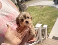 Boy 1, a male Yorkipoo for sale in Morristown, TN – Photo 1 of 3