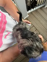 Merle boy 1, a male Yorkipoo for sale in Morristown, TN – Photo 2 of 2