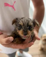 Merle boy 1, a male Yorkipoo for sale in Morristown, TN – Photo 1 of 2