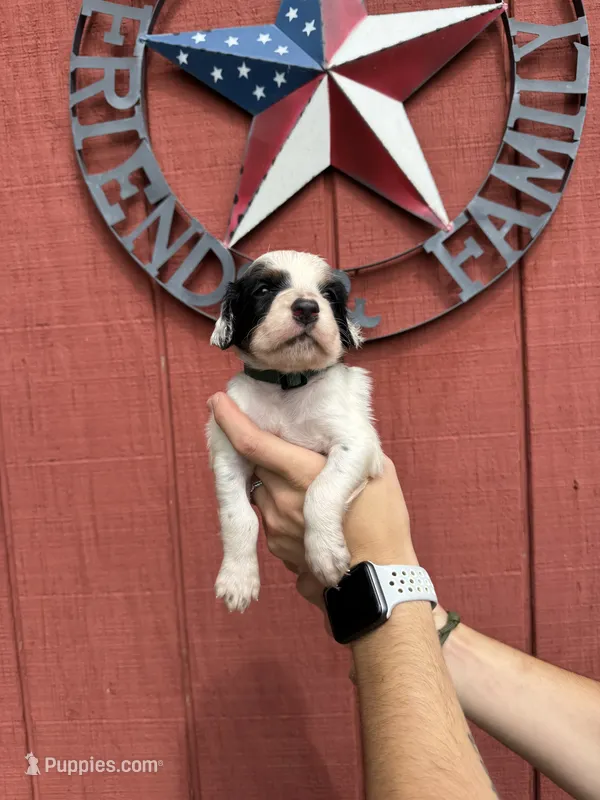 Green male  – English Setter puppy for sale in Reedsville, WI