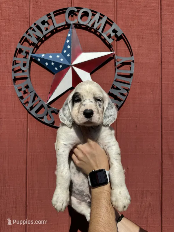 Baby blue male  – English Setter puppy for sale in Reedsville, WI