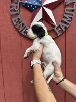 Yellow male , a male English Setter for sale in Reedsville, WI – 2 of 2