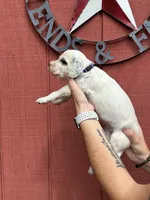 Purple female , a female English Setter for sale in Reedsville, WI – 2 of 2