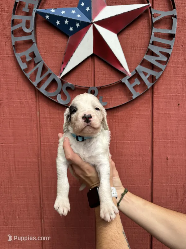 Baby blue male  – English Setter puppy for sale in Reedsville, WI