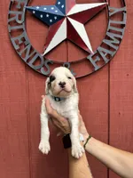 Baby blue male , a male English Setter for sale in Reedsville, WI – 1 of 2