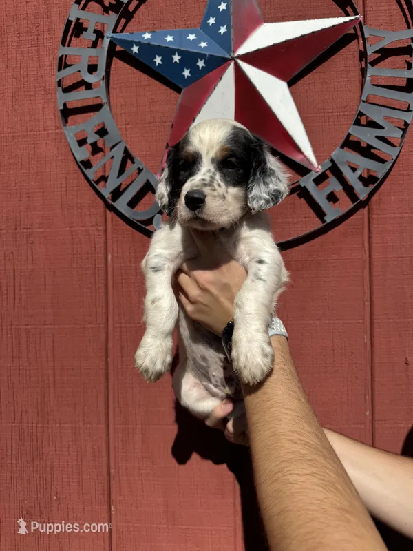 Green male  – English Setter puppy for sale in Reedsville, WI