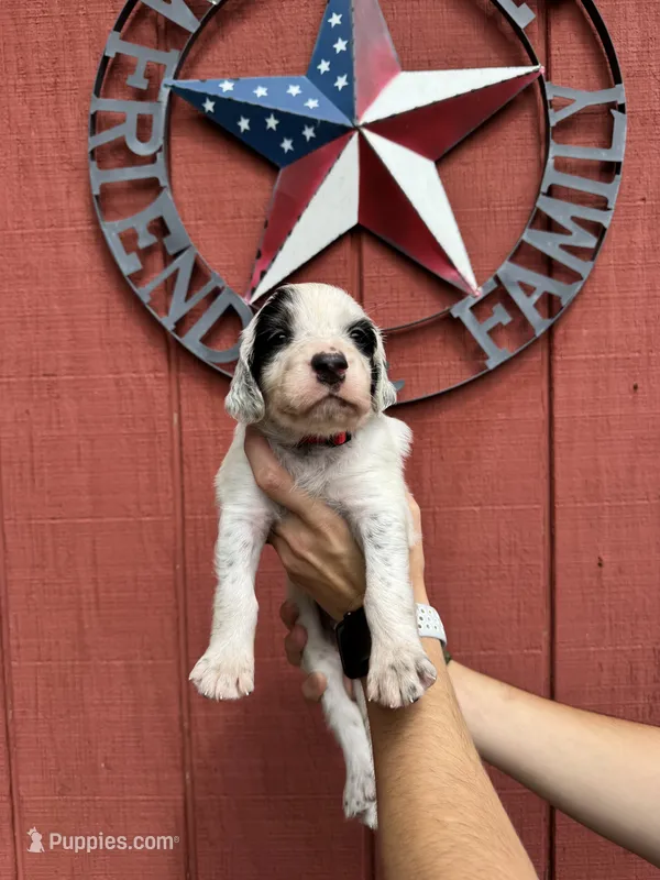 Red male – English Setter puppy for sale in Reedsville, WI
