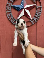 Red male, a male English Setter for sale in Reedsville, WI – 1 of 2