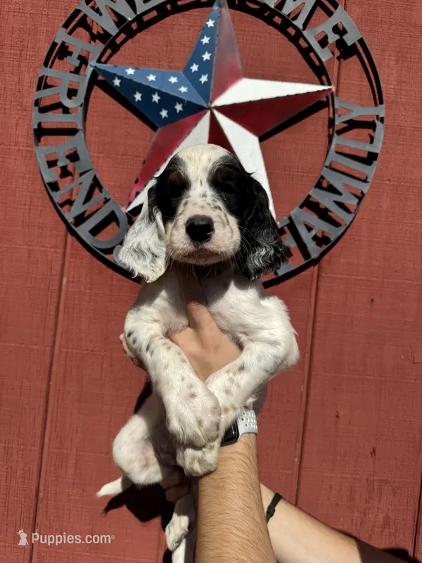 Lime green  – English Setter puppy for sale in Reedsville, WI