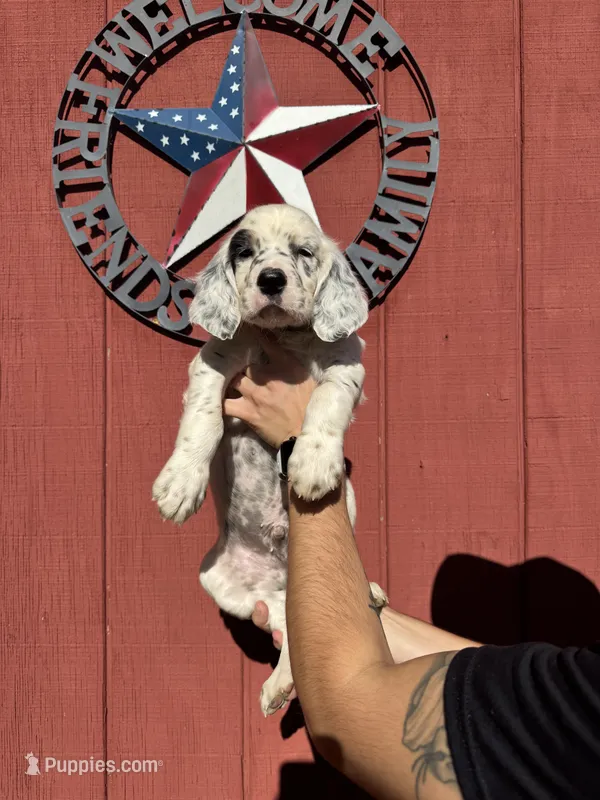 Baby blue male  – English Setter puppy on hold in Reedsville, WI