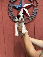 Lime green , a male English Setter for sale in Reedsville, WI – 3 of 3