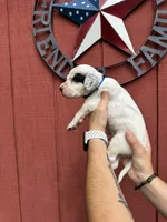Dark blue boy , a male English Setter for sale in Reedsville, WI – 2 of 2