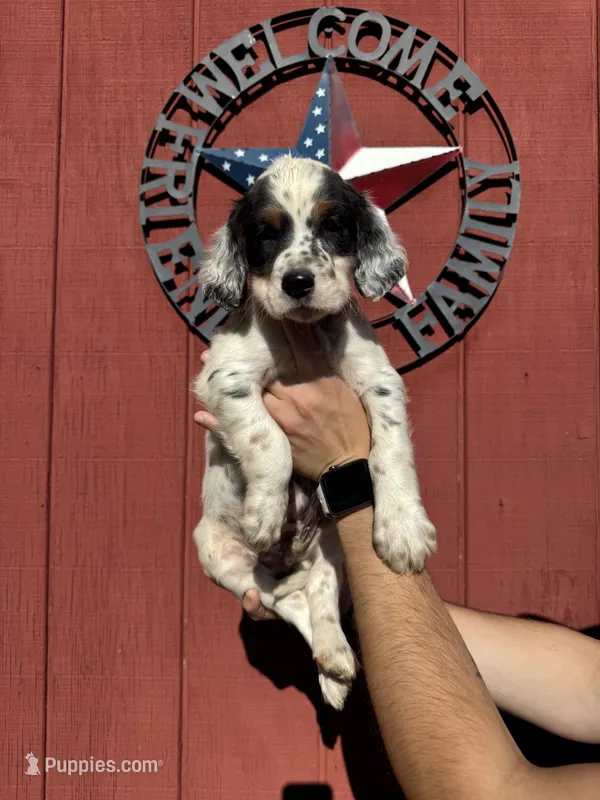 Green male  – English Setter puppy for sale in Reedsville, WI