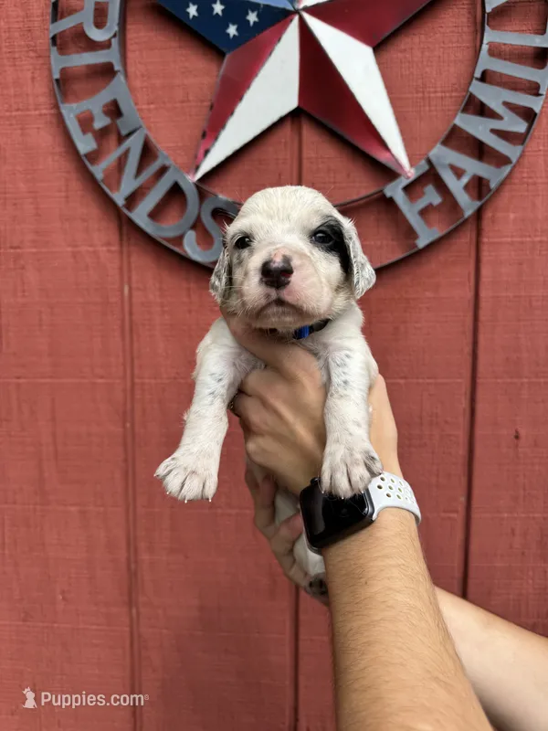 Dark blue boy  – English Setter puppy for sale in Reedsville, WI