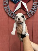 Dark blue boy , a male English Setter for sale in Reedsville, WI – 1 of 2