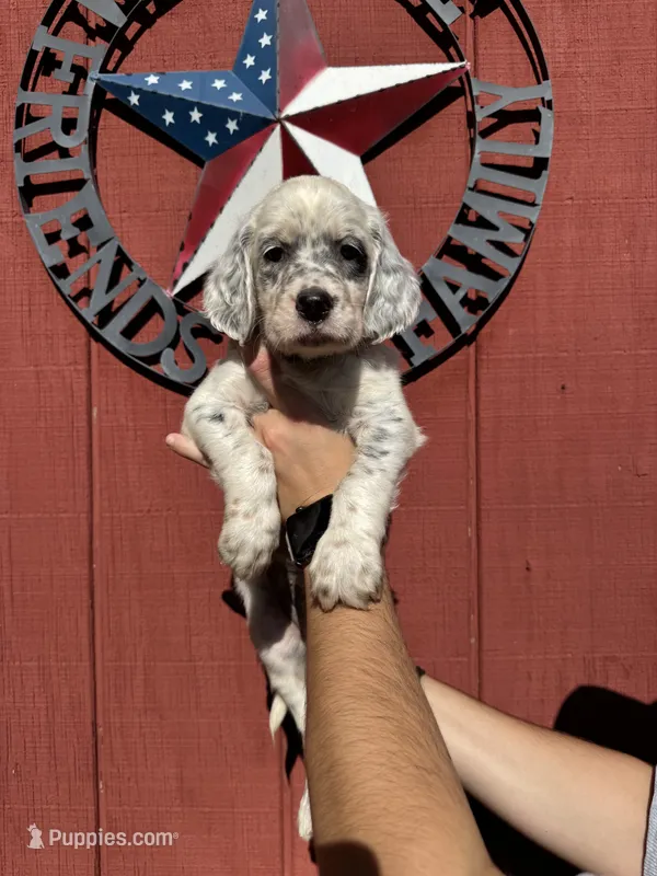 Purple female  – English Setter puppy for sale in Reedsville, WI
